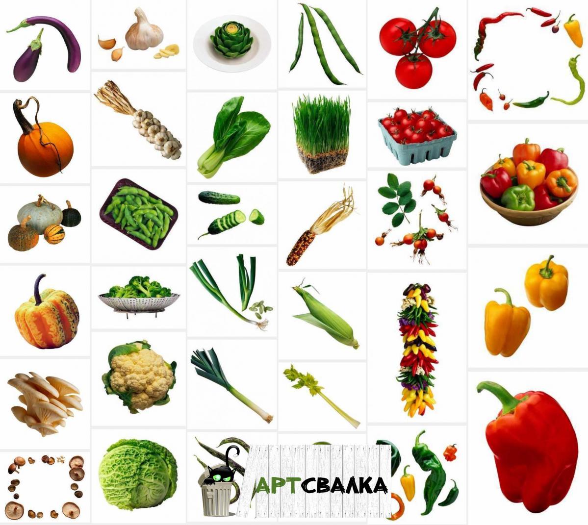 Зелень и овощи на белом фоне | Herbs and vegetables on white background